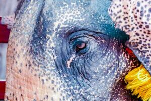 schließen oben von ein Elefanten Auge foto