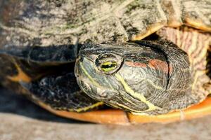 ein schließen oben von ein Schildkröte foto