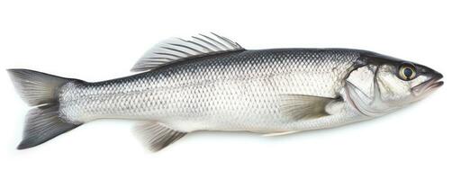 ai generiert einer frisch Meer Bass Fisch isoliert auf Weiß Hintergrund. ai generiert. foto