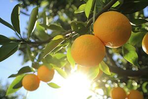 ai generiert Orange Obst auf Baum. ai generiert foto