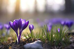 ai generiert Frühling lila Krokus Blume. ai generiert foto