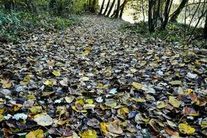 Herbst Blätter auf das Pfad foto