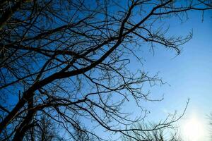 das Sonne scheint durch das Geäst von ein Baum foto