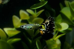 ein klein Fisch Schwimmen im ein Aquarium foto