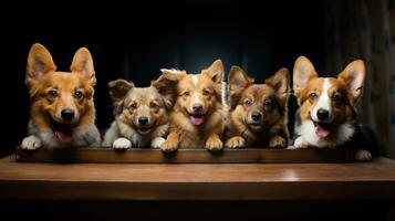 ai generiert Gruppe von fünf Walisisch Corgi Welpen Sitzung auf ein hölzern Regal. foto