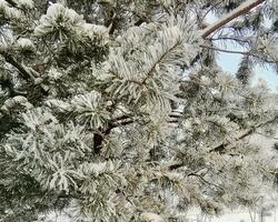 sonnig Winter Tag Nahansicht von Kiefer Zweige bedeckt mit Eis und Schnee nach Schneesturm und stark Frost foto