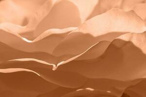 Hintergrund von Pfirsich Flaum Blütenblätter von ein Leben Blume. foto