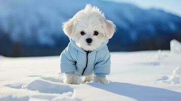 ai generiert Winter pelzig Weiß Hund im Kleider Gehen draußen auf Berge Hintergrund foto