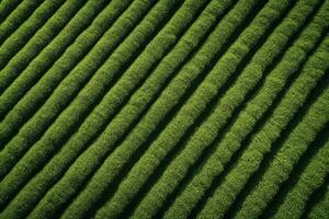 Tee Feld Plantage Hintergrund. Foto Schuss von ein Drohne zu Felder mit Tee