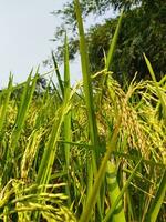 Paddy hat gestartet Reifung jeder Jahr mit das Ankunft von Neu Paddy jeder Bengali Familie feiert das Navanna Festival, das Geschmack von Pithapuli beginnt im das Häuser von ländlich Bengalen. foto