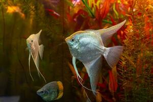 tropisch Fisch Pterophyllum Scalare altum, Kaiserfisch Schwimmen im Aquarium mit rot Seetang. foto