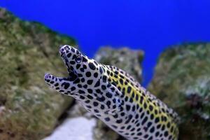 Bienenwabe Muräne Aal, Gymnothorax favaginus oder geschnürt Muräne Fisch im Aquarium Schwimmbad foto