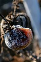 spät Herbst Tomaten links auf Einsätze genommen durch Winter Fröste foto