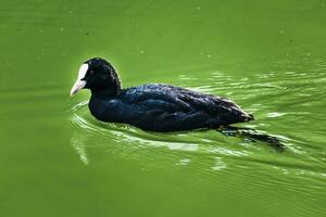 Blässhuhn, klein schwarz waten Vogel mit Weiß Schnabel auf ein See, Fulica atra foto