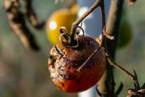 spät Herbst Tomaten links auf Einsätze genommen durch Winter Fröste foto