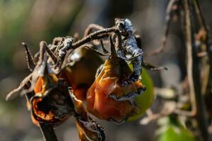 spät Herbst Tomaten links auf Einsätze genommen durch Winter Fröste foto