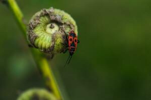 das Feuerwanze ist ein rot Insekt mit schwarz Flecken, im Gardens, Sie Hilfe beseitigen Garten Schädlinge, sind wesentlich zum das Ökosystem, Pyrrhocoris apterus foto