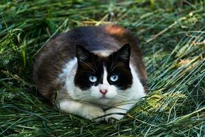 süß häuslich schwarz und Weiß Katze mit Blau Augen starren beim das Kamera, zweifarbig Fell, draussen Szene, felis catus foto