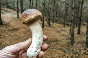 ein groß Steinpilz Edulis Pilz im das Hände von ein Förster. foto