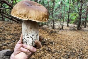 ein groß Steinpilz Edulis Pilz im das Hände von ein Förster. foto