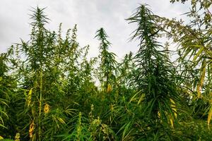 Nahansicht Grün Cannabis Pflanze mit Blätter. foto