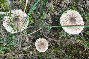 Pilz Macrolepiota Procera Nahansicht. foto