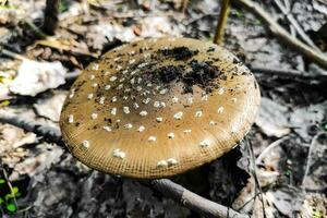 das giftig Pilz Amanita pantherina Panther wächst im das Herbst Wald. foto