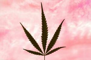 Nahansicht Grün Cannabis Pflanze mit Blätter. foto