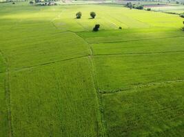 Antenne Fotografie von das üppig Grün Reis Felder. foto
