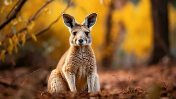 ai generiert Känguru im das wild foto