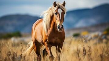 ai generiert Pferd im das Feld foto