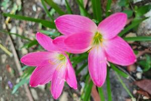 das Schönheit von Regen Lilien Blühen perfekt im das natürlich Rahmen von das Garten. diese Rosa Blume hat das wissenschaftlich Name Zephyranthes Minute. foto