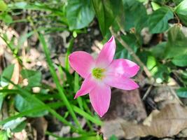 das Schönheit von Regen Lilien Blühen perfekt im das natürlich Rahmen von das Garten. diese Rosa Blume hat das wissenschaftlich Name Zephyranthes Minute. foto