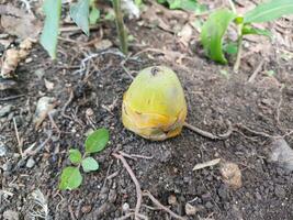 Kokosnüsse früh Bühne von Wachstum fallen. foto