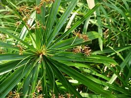 Nahansicht von das Kopf von ein schön Cyperus Papyrus Pflanze. Cyperus Papyrus ist ein Spezies von Wasser- blühen Pflanze. foto