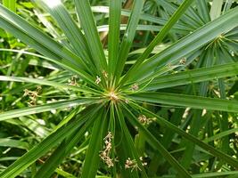 Nahansicht von das Kopf von ein schön Cyperus Papyrus Pflanze. Cyperus Papyrus ist ein Spezies von Wasser- blühen Pflanze. foto