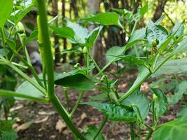 das schön Chili Blumen Paprika frutescens sind immer noch geschlossen. Chili Blumen im das Garten. foto