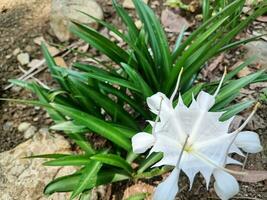 schön Makro Aussicht von Hymenocallis Koronarien Blume auf natürlich Hintergrund. das felsig Schwarm Spinne Lilie ist Blühen. foto