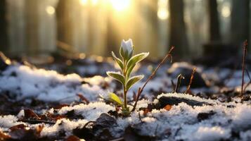 ai generiert ein belastbar Pflanze gedeiht im das Schnee beim Sonnenuntergang, präsentieren das Schönheit von der Natur Ausdauer. generativ ai foto