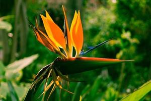 Strelitzia die Paradiesvogelblume foto