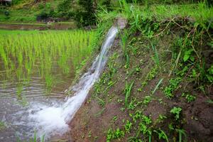 natürlich Wasser ist fallen beim Terrasse Paddy Reis Felder im Thailand foto