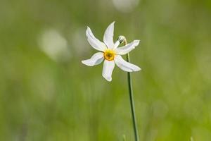 Großmutter. Narcissus Poeticus symbolische Blume von Andorra foto