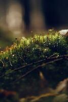Moos auf das Wald Boden mit Sonnenlicht foto