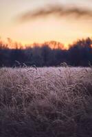 Feld mit gefroren Unkraut foto