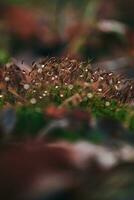 Moos auf das Wald Boden mit Tau Tropfen foto