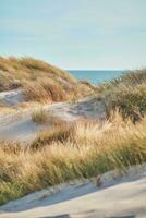 Dünen beim dänisch Norden Meer Küste im Sommer- Sonnenlicht foto