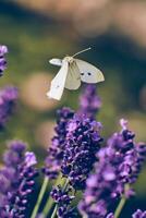 Pieris Schmetterling fliegend Über Lavendel Blume foto