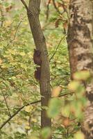 rot Eichhörnchen mit Eichel im Mund Klettern oben Baum foto