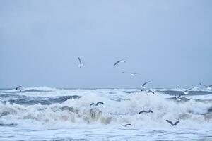 Möwen fliegend Über groß Wellen auf Nord Meer foto