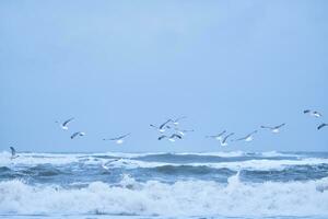 viele Möwen fliegend Über groß Wellen auf Nord Meer foto